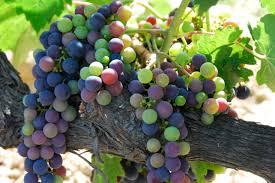 Shaping the Future of the Michigan Wine Industry
