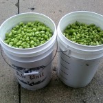 hops (2)