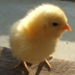 chickygp9A51