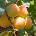 Peaches hang on a stem