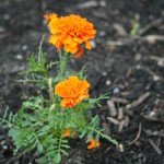 marigold