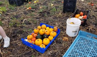 Making Memories Picking Squash on The Farm
