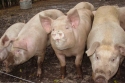 Creswick-Farms-Grassfed-Meats-and-Eggs